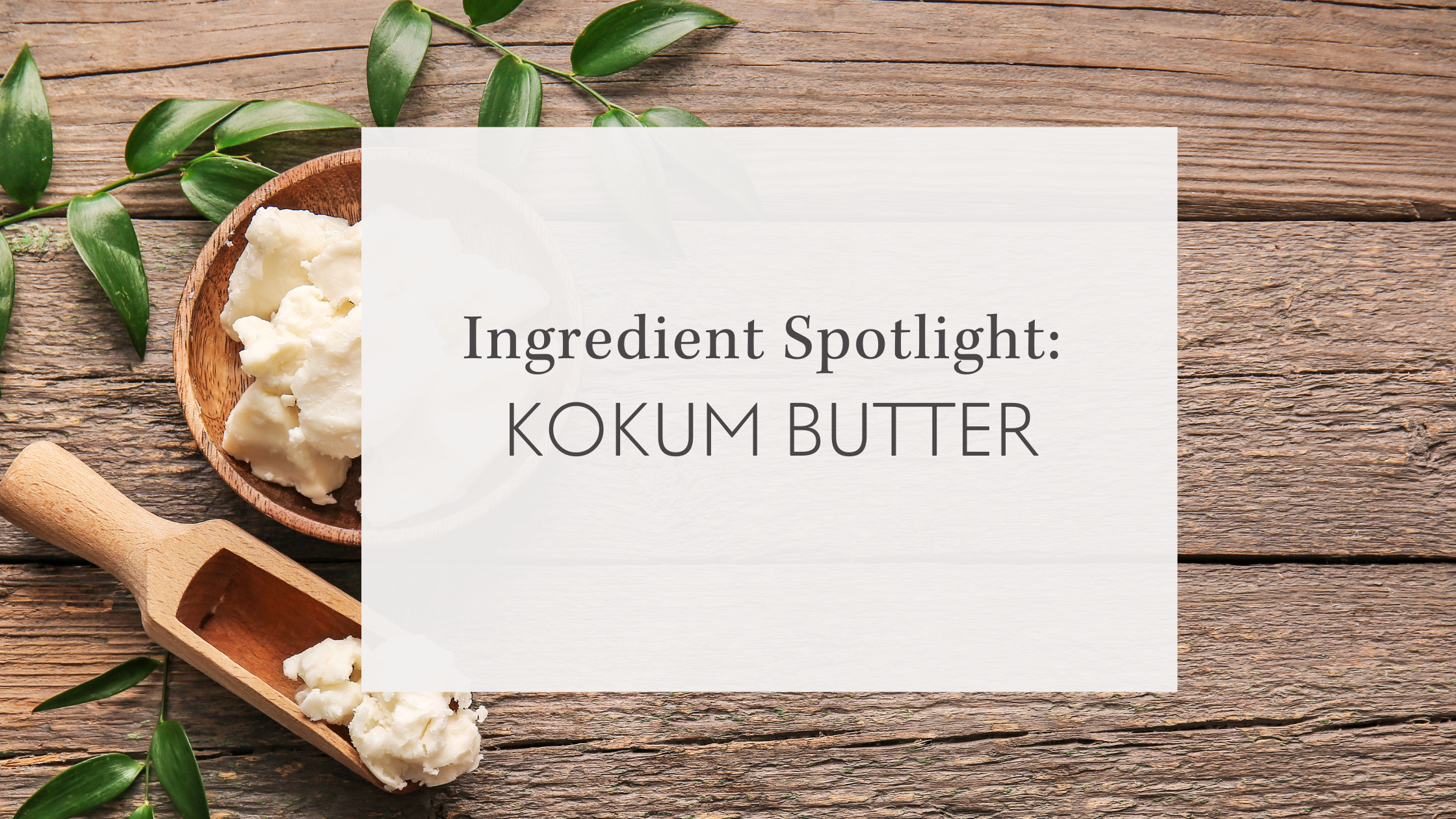 Ingredient Spotlight: Kokum Butter