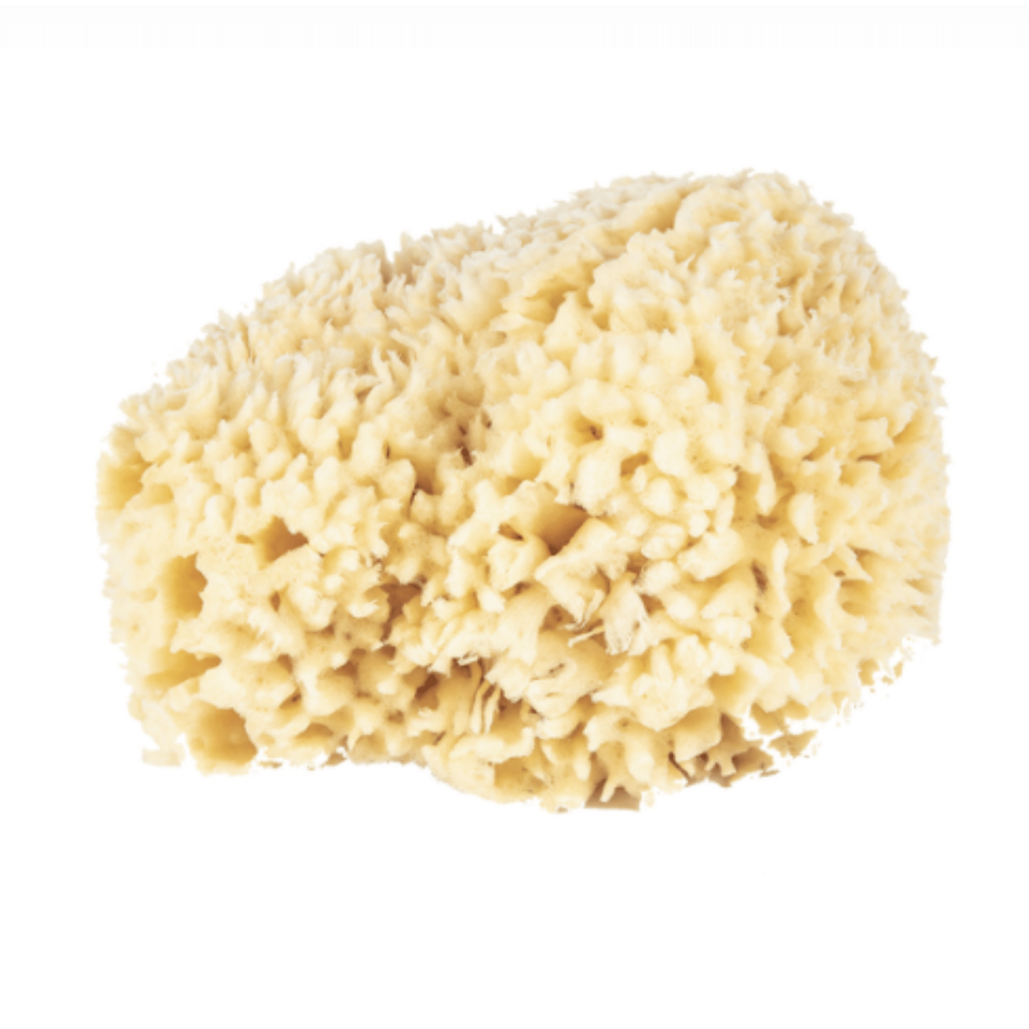 Natural Wool Sea Sponge